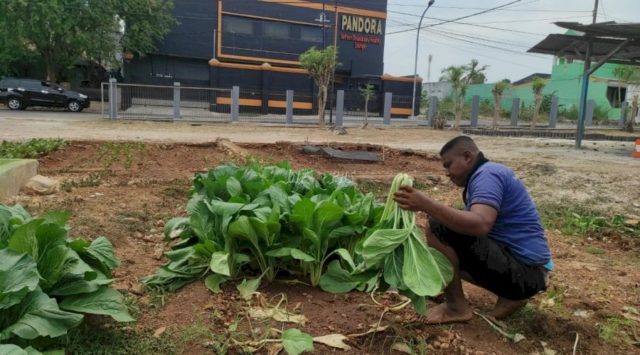 75 Kg Hasil Panen Sawi Lapas Kupang Diminati Tengkulak