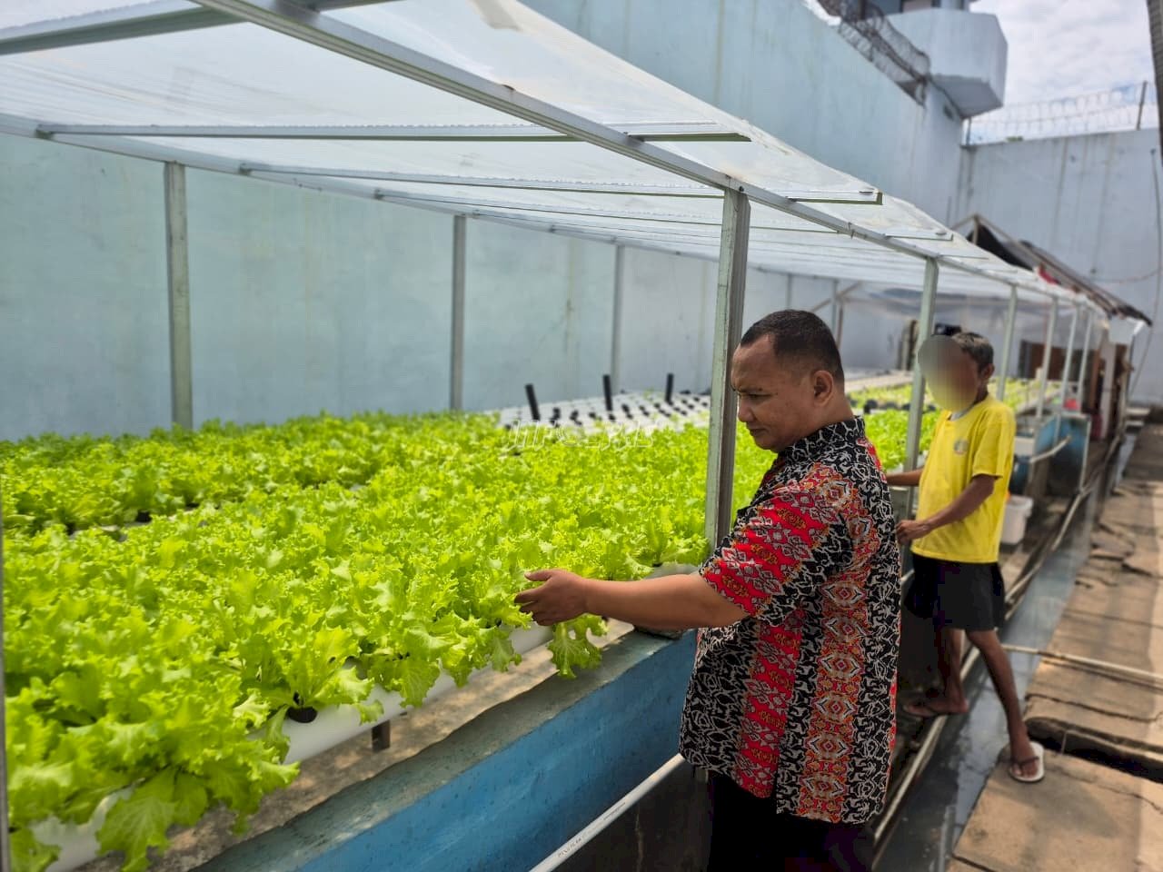 Menuju Panen Ke-11, Rutan Palu Buktikan Keberhasilan Program Hidroponik