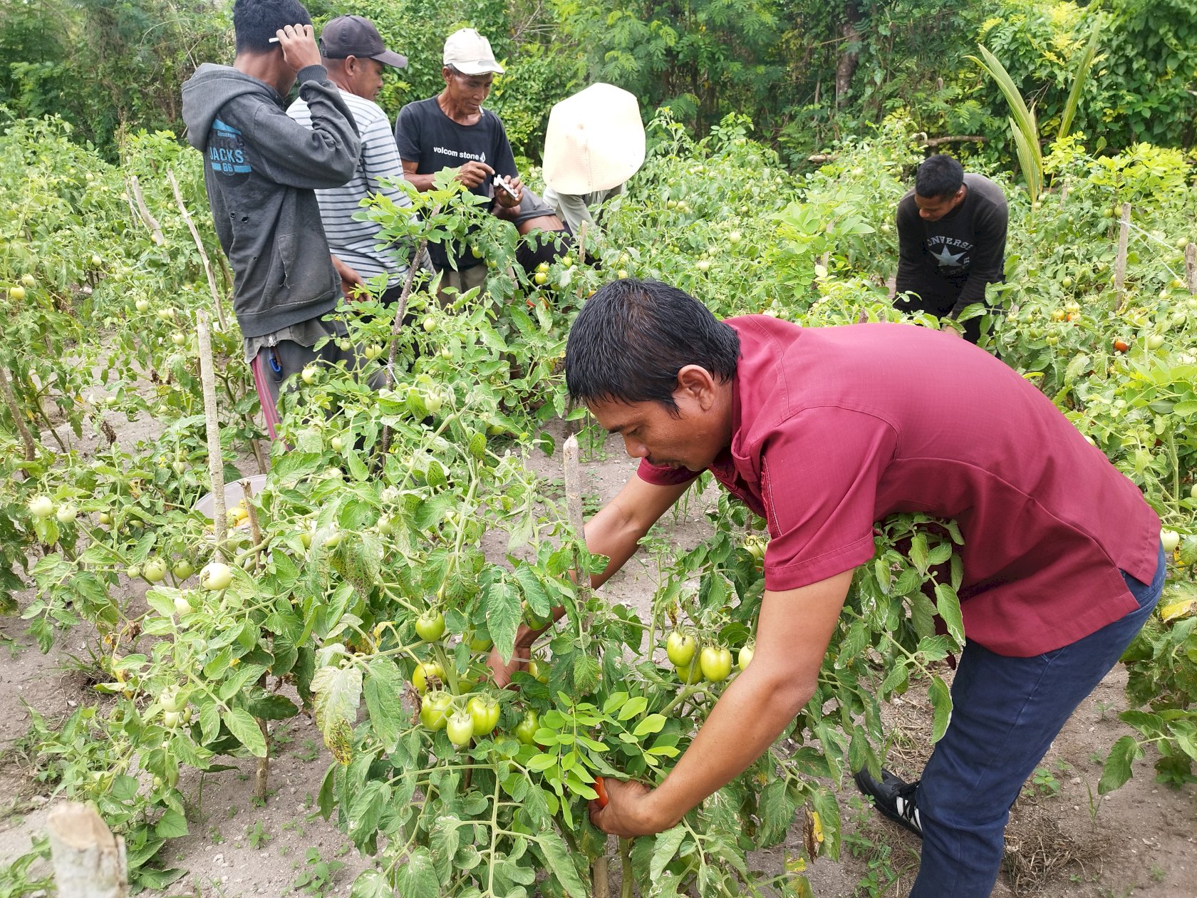 Panen Keempat, Lapas Namlea Hasilkan 340 Kg Tomat dari Lahan SAE
