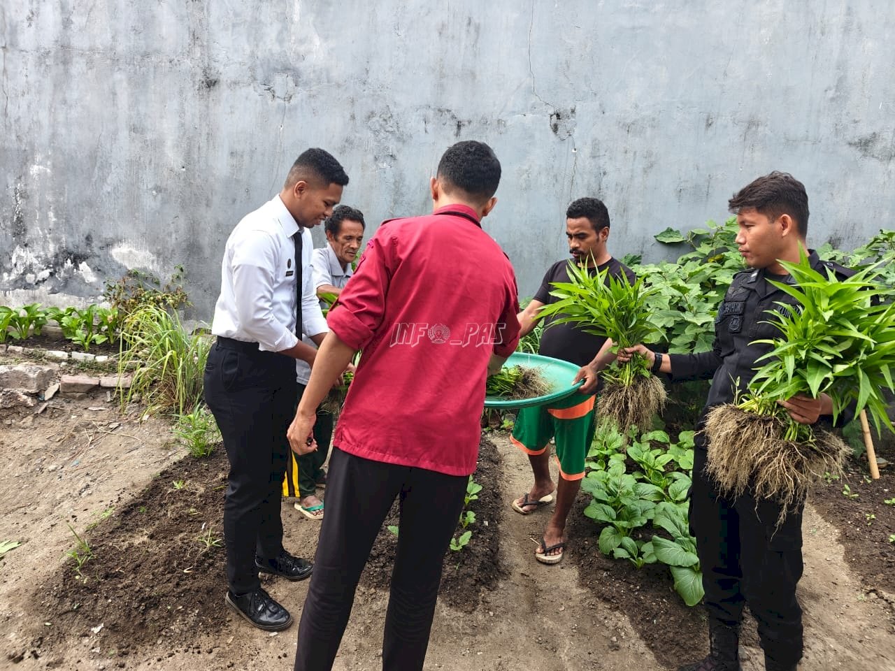 Warga Binaan Lapas Wonreli Panen Sayuran dari Lahan Kemandirian