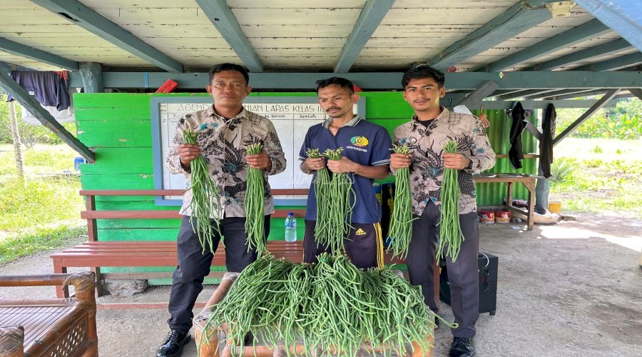 Warga Binaan Lapas Piru Panen Kacang Panjang Hasil Pembinaan Kemandirian