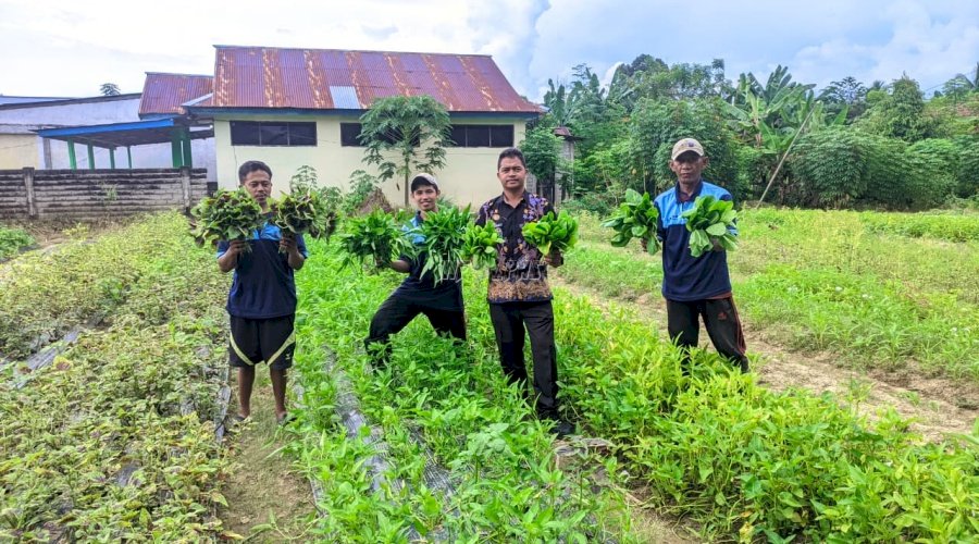 Lewat Pola Tanam Berjenjang, Lapas Tolitoli Panen Sayuran Setiap Hari