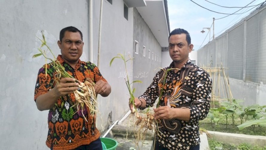 Sukseskan Ketahanan Pangan, LPKA Palu Nikmati Hasil Panen Terong dan Jahe