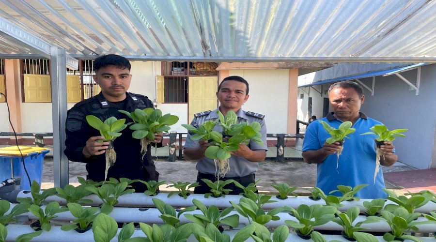 Rutan Ambon Panen Sayur Pakcoy, Langkah Nyata Menuju Swasembada Pangan