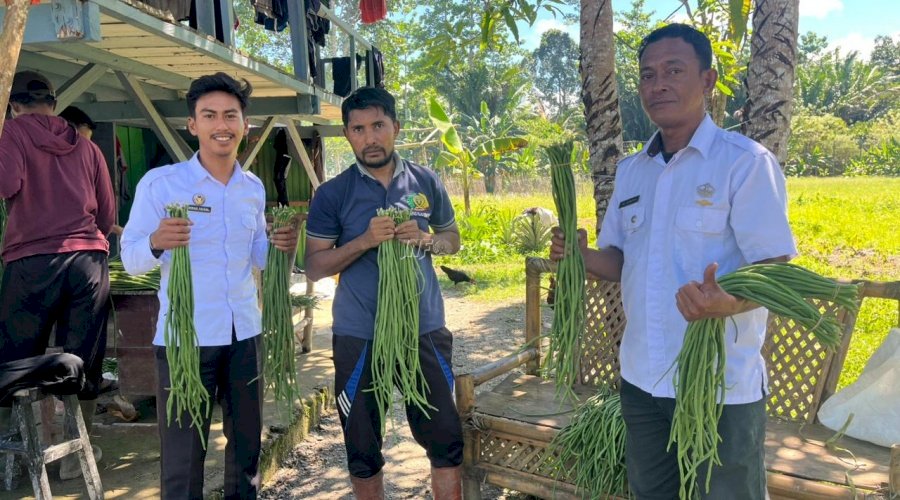Lapas Piru Panen 88 Ikat Kacang Panjang dari Kebun Warga Binaan