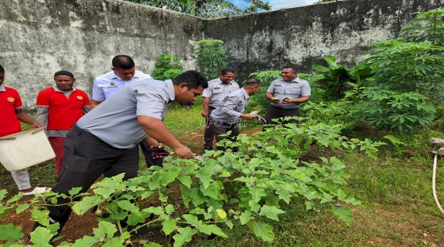 Warga Binaan Lapas Tual Panen Raya Kangkung dan Terong 