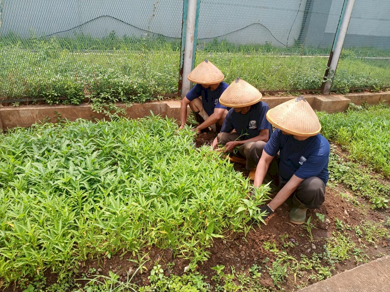 Semakin Produktif, Program Napi Berkebun Lapas Cipinang Panen 120 Kg Sayuran