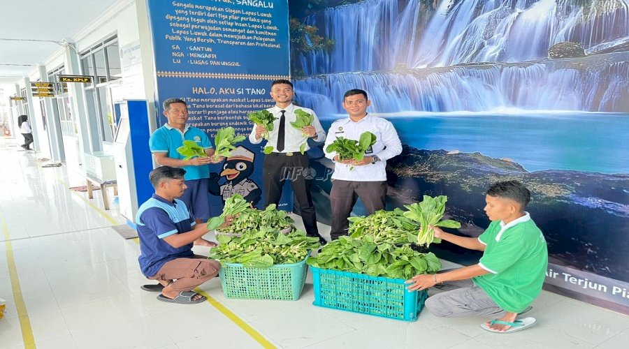 Lapas Luwuk Panen Ratusan Kilo Sawi, Dukung Ketahanan Pangan