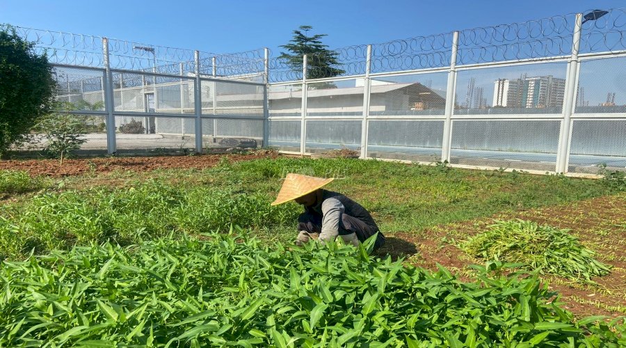 Lapas Kelas I Tangerang Panen 60 Kg Kangkung Air, Aksi Nyata Dukung Ketahanan Pangan