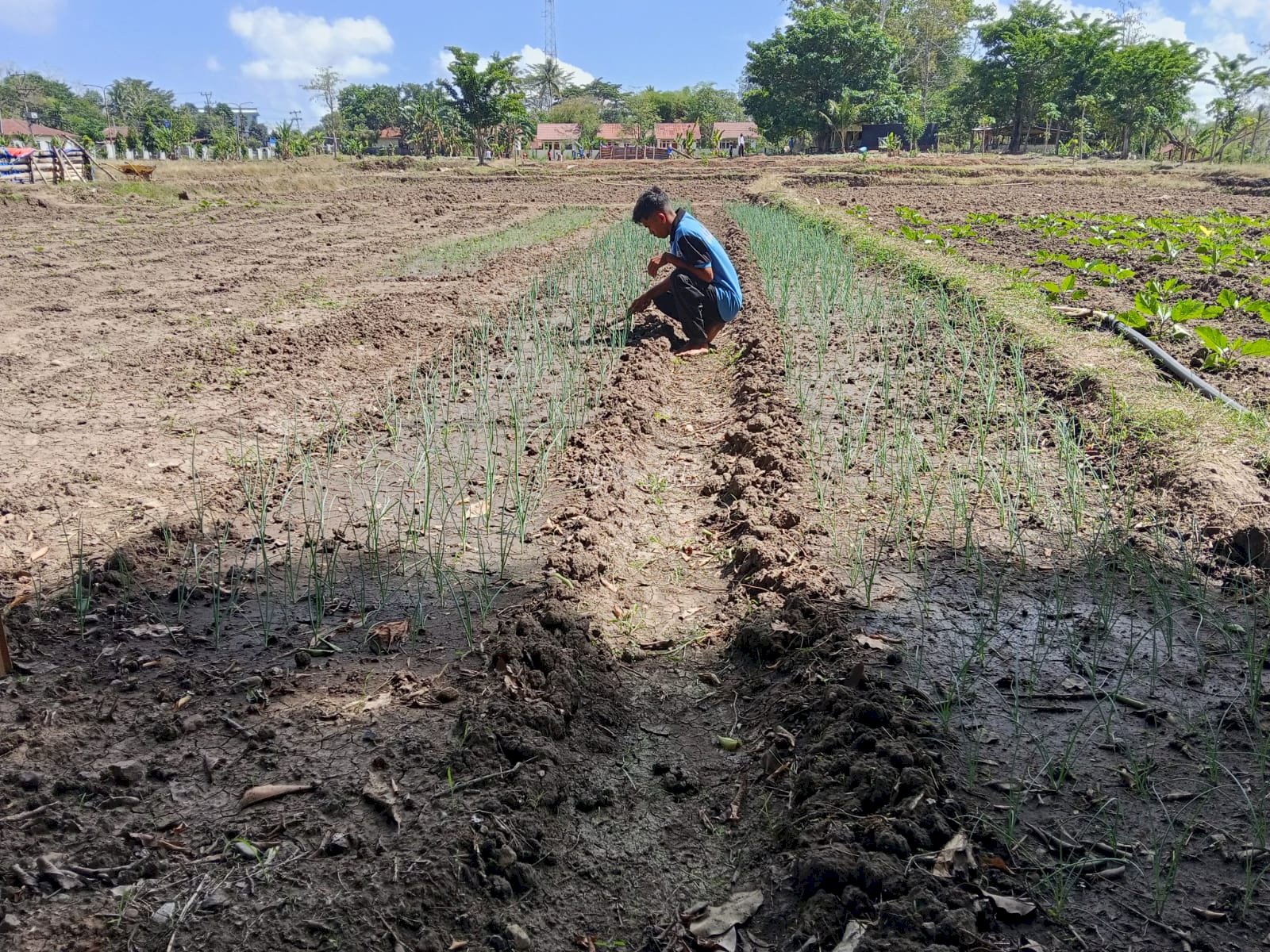 Bawang Merah Jadi Komoditas Baru, Lapas Atambua Dorong Diversifikasi Hortikultura