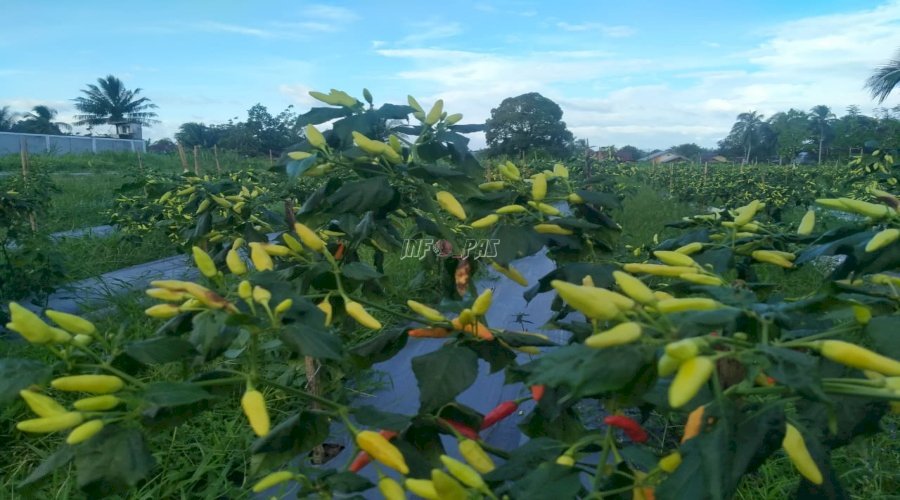 Rutan Masohi Panen Cabai, Bukti Nyata Dukung Swasembada Pangan