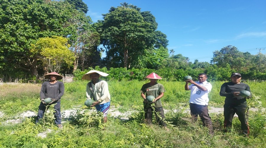 Panen Semangka, Kunci Sukses Ketekunan dan Keterampilan Warga Binaan Lapas Namlea