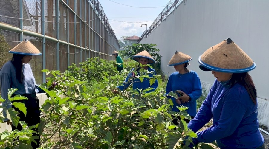 Sukses Bina Warga Binaan, Lapas Perempuan Palu Panen 25 Kg Terong 