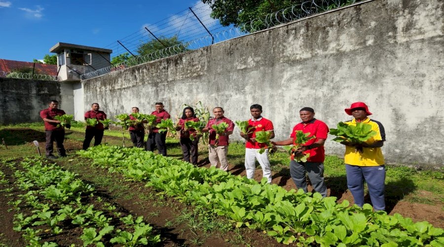 Panen 11 Kg Sawi, Lapas Tual Cetak Warga Binaan Mandiri 