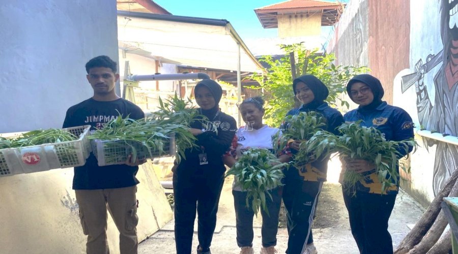 Panen Sayuran Segar dari Tangan Warga Binaan Hijaukan Dapur Lapas Wahai