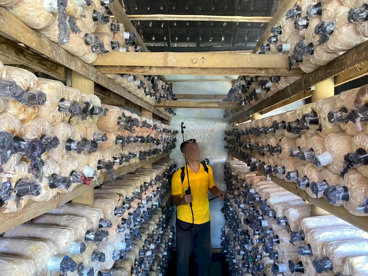 Kanwil Ditjenpas Jateng Dukung Inovasi Budidaya Jamur Kuping di Lapas Magelang