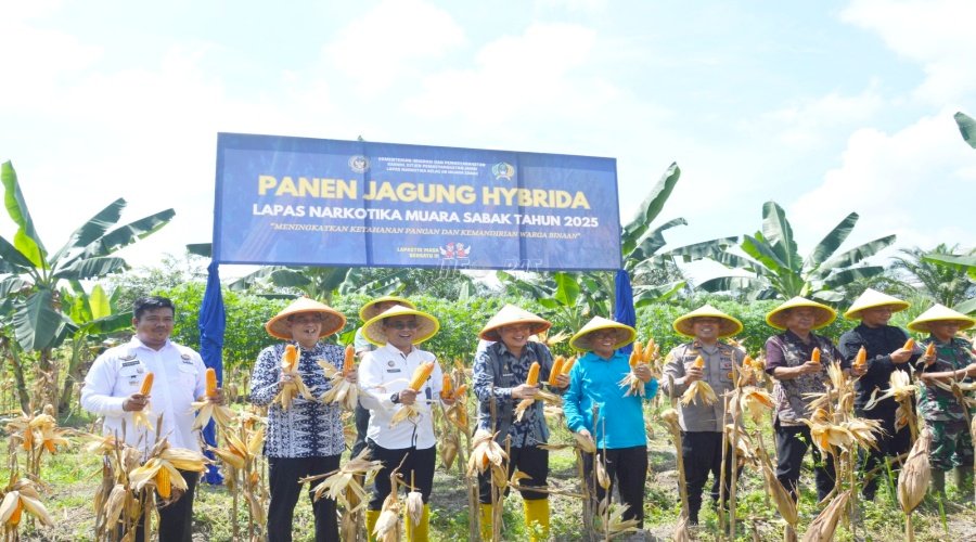 Lapas Narkotika Muara Sabak Panen Raya Jagung Hibrida, Hasilkan Panen Melimpah