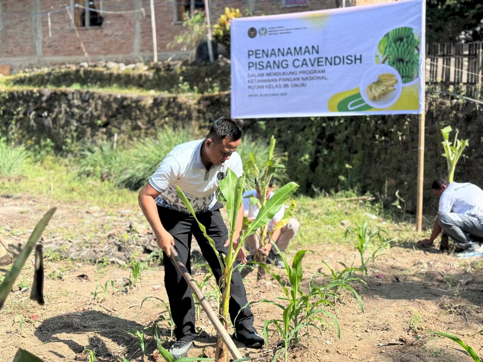 Optimalkan Lahan Produktif, Rutan Sinjai Tanam Pisang Cavendish dan Panen Jagung