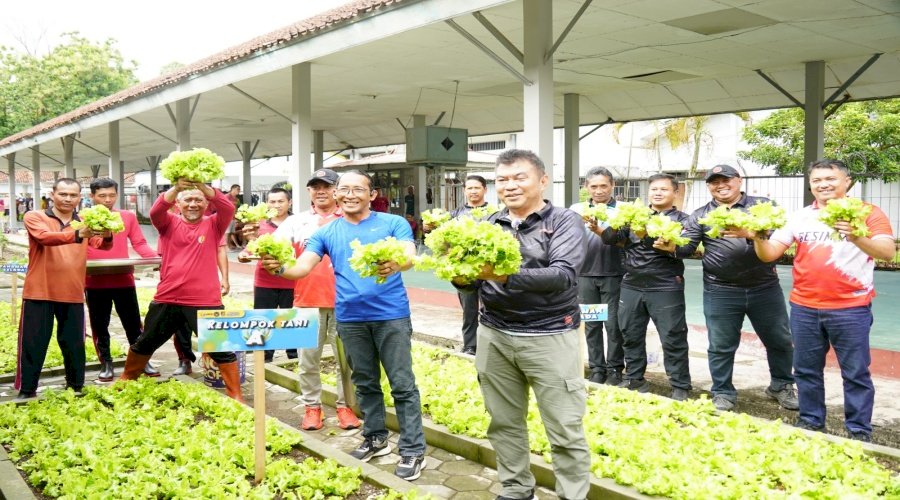 Dukung Ketahanan Pangan, Lapas Besi Panen Selada dan Sawi Hasil Program Small Holding