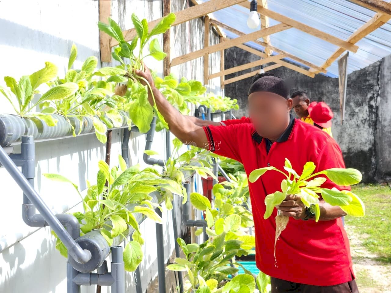 Panen Sawi Sinta, Bukti Pembinaan Produktif Warga Binaan Lapas Tual