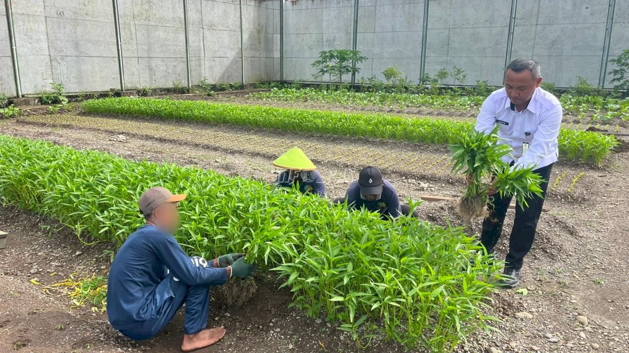Kangkung Tumbuh Subur di Lapas Piru, Bukti Nyata Pembinaan Kemandirian