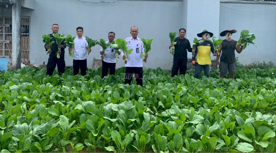 Lapas Pangkalpinang Panen 36 Kg Sawi Segar, Dorong Pemberdayaan Warga Binaan