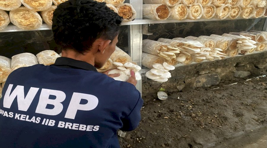 Lapas Brebes Panen Jamur Tiram, Wujud Nyata PHTC dan Dukung Program Ketahanan Pangan 