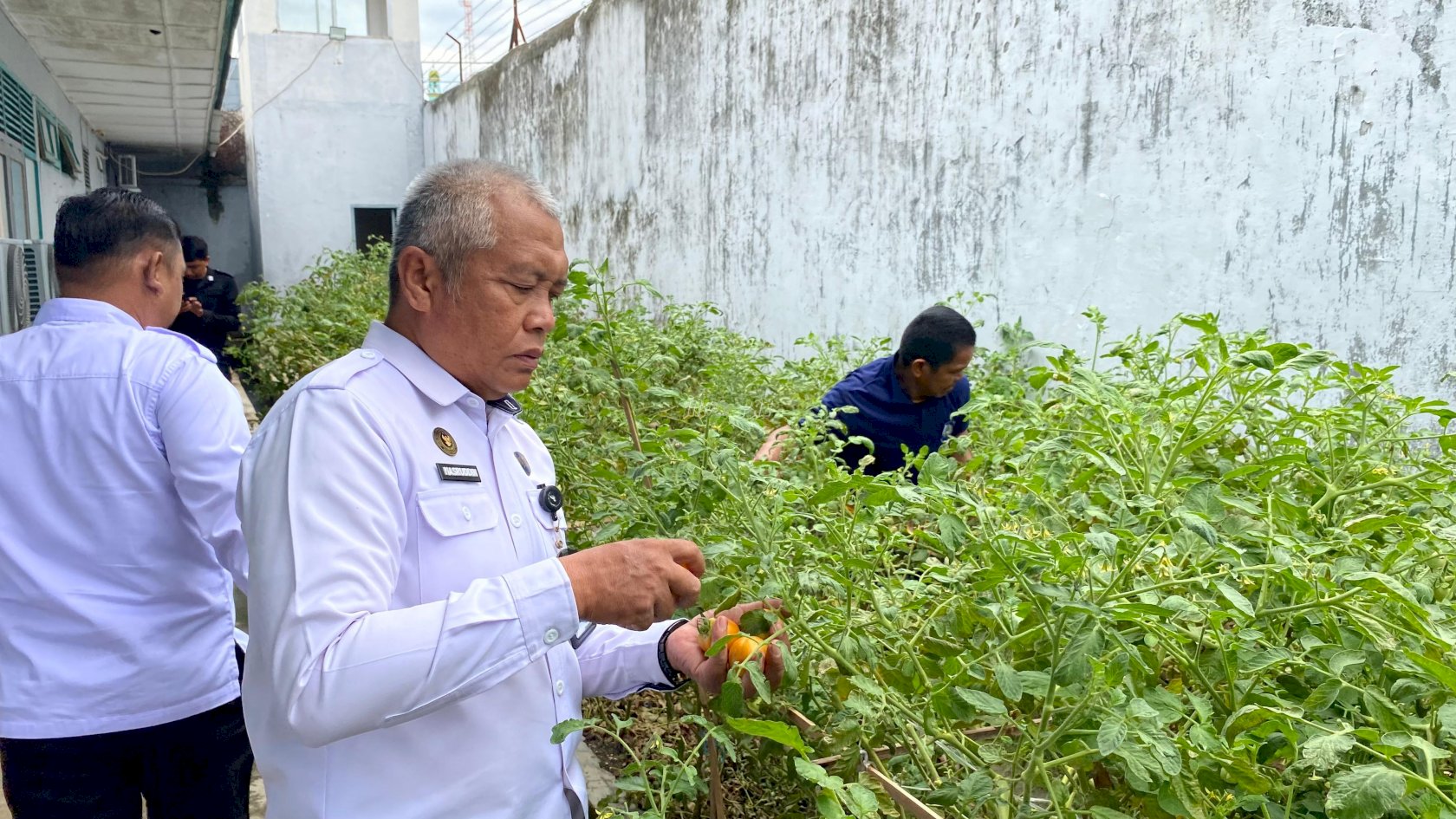 Wujudkan Kemandirian Warga Binaan, Rutan Majene Panen Hasil Kebun Tomat