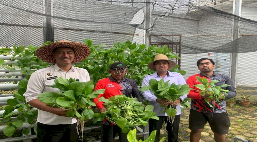 Dukung Ketahanan Pangan, Lapas Narkotika Kasongan Panen 12 Kg Sawi Hidroponik