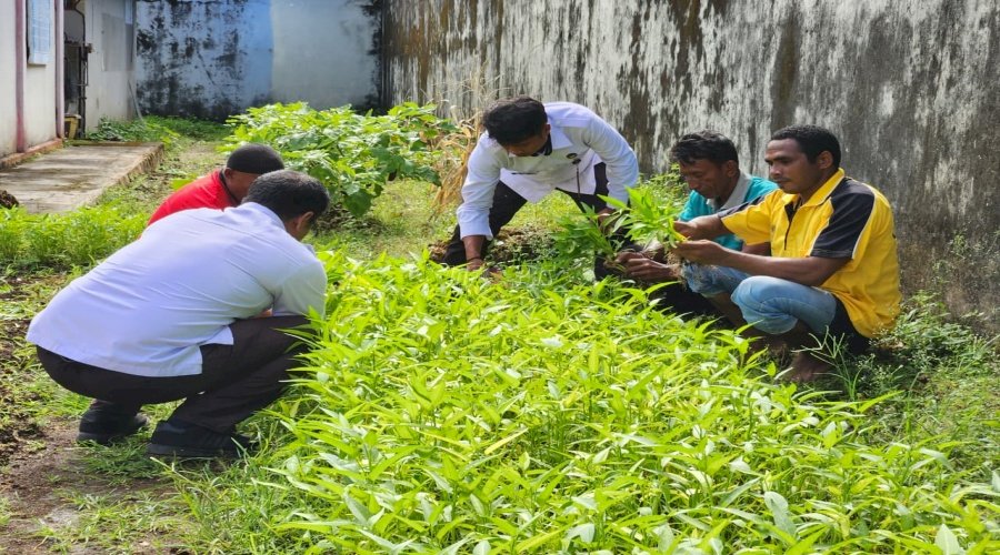 Konsisten Dukung Ketahanan Pangan, Lapas Tual Kembali Panen Sayur Kangkung