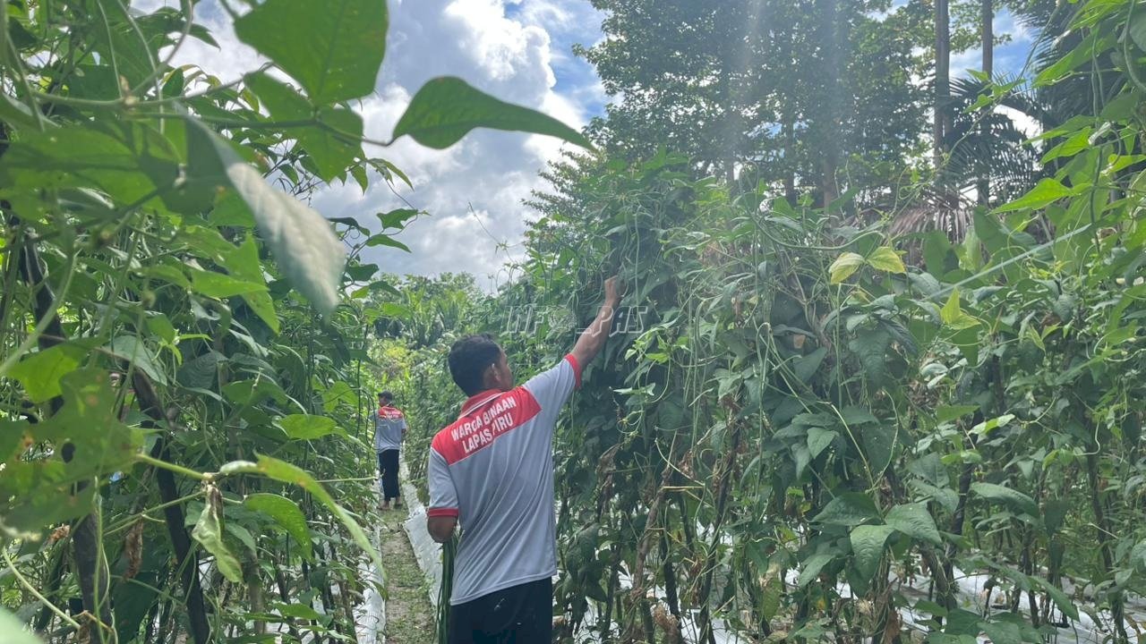 Panen Kacang Panjang, Lapas Piru Tunjukkan Hasil Nyata Pembinaan Kemandirian