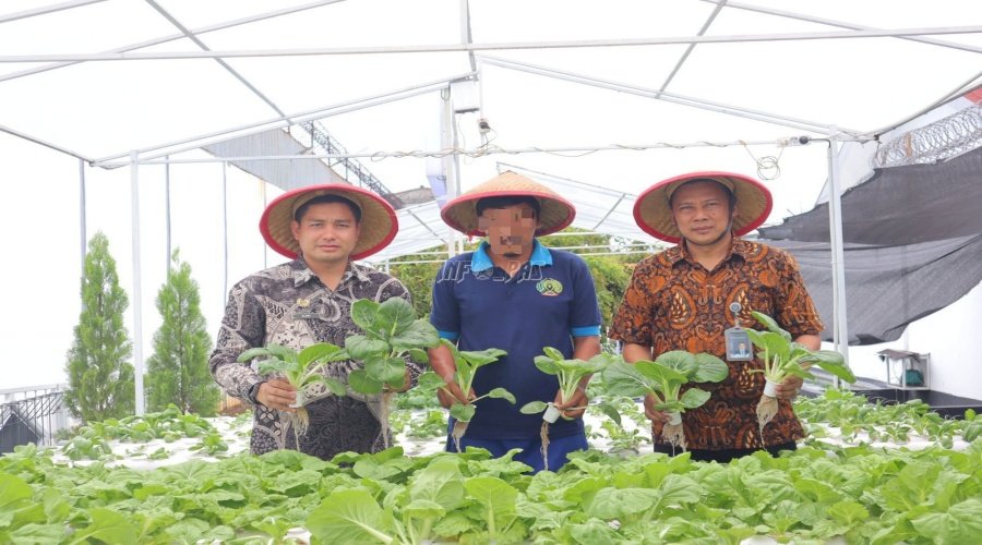 Hijau Tumbuh di Balik Tembok, Panen Pakcoy Hidroponik Warnai Lapas Kelas I Tangerang
