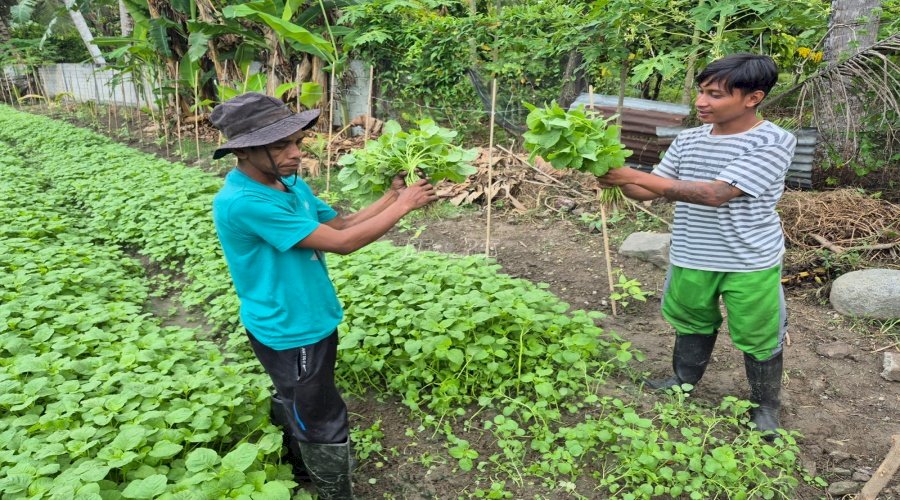 Warga Binaan Lapas Palu Panen Puluhan Kg Sayuran di SAE Langaleso