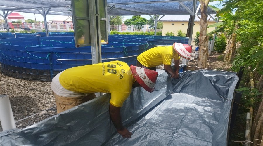 Grading 2.804 Anakan Ikan Nila, Pokdakan Lapas Namlea Siapkan Kolam Terpal Khusus