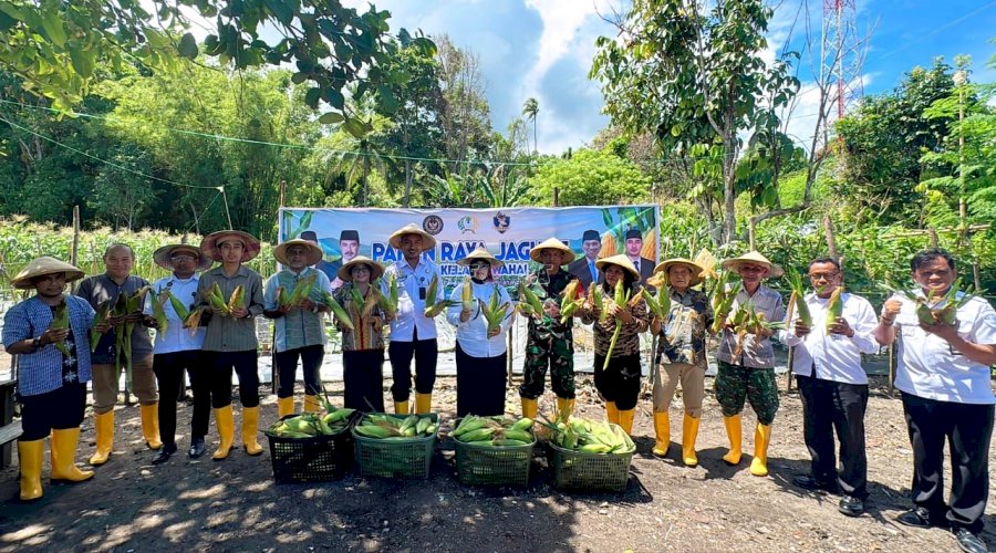 Bukti Sukses Ketahanan Pangan, Panen Raya Jagung di Lapas Wahai Capai 1.2 Ton