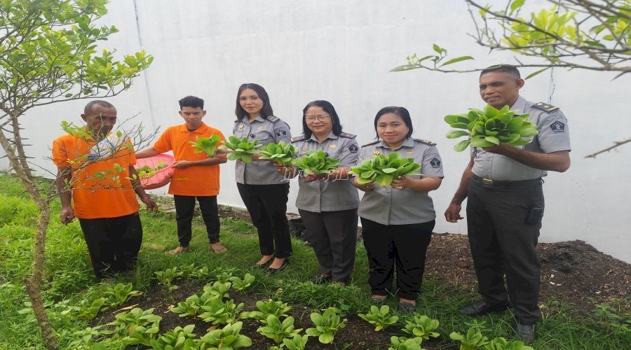 Panen Sayur Pakcoy, Lapas Saparua Wujudkan Ketahanan Pangan Mandiri