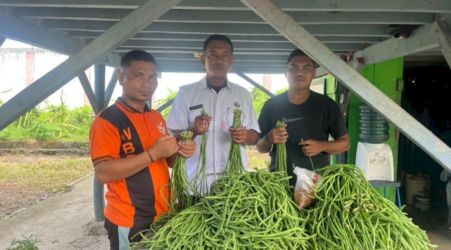 Lapas Piru Panen Kacang Panjang, Hasil Nyata Program Kemandirian Warga Binaan