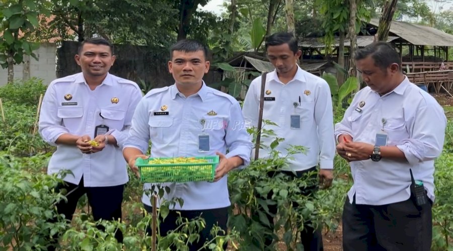 Warga Binaan dan Jajaran Lapas Batang Semangat Panen Cabai dan Sayuran Segar
