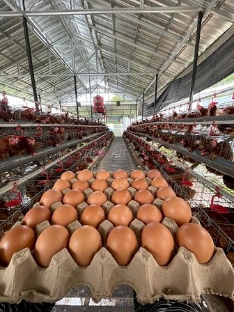 Panen Melimpah di Lapas Narkotika Karang Intan, 700 Butir Telur Setiap Hari dari Wahana Asimilasi dan Edukasi