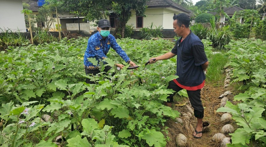 24 Kg Terong Ungu dari SAE Lapas Pangkalpinang Siap Dipasarkan ke Mitra Acing Fresh