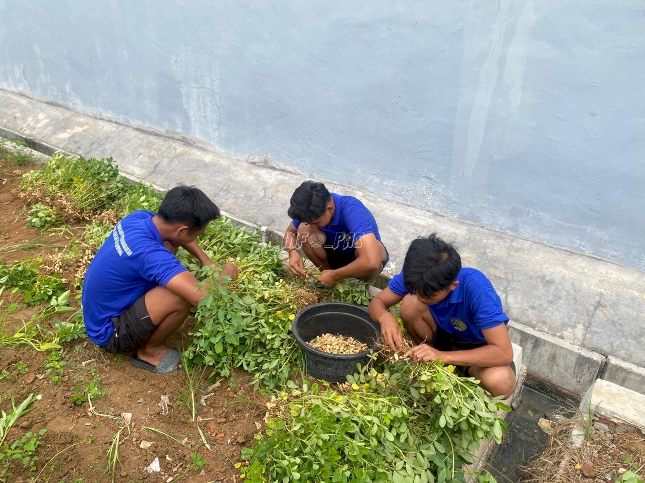 Warga Binaan Rutan Sampang Panen Kacang Tanah, Dukung Ketahanan Pangan Nasional
