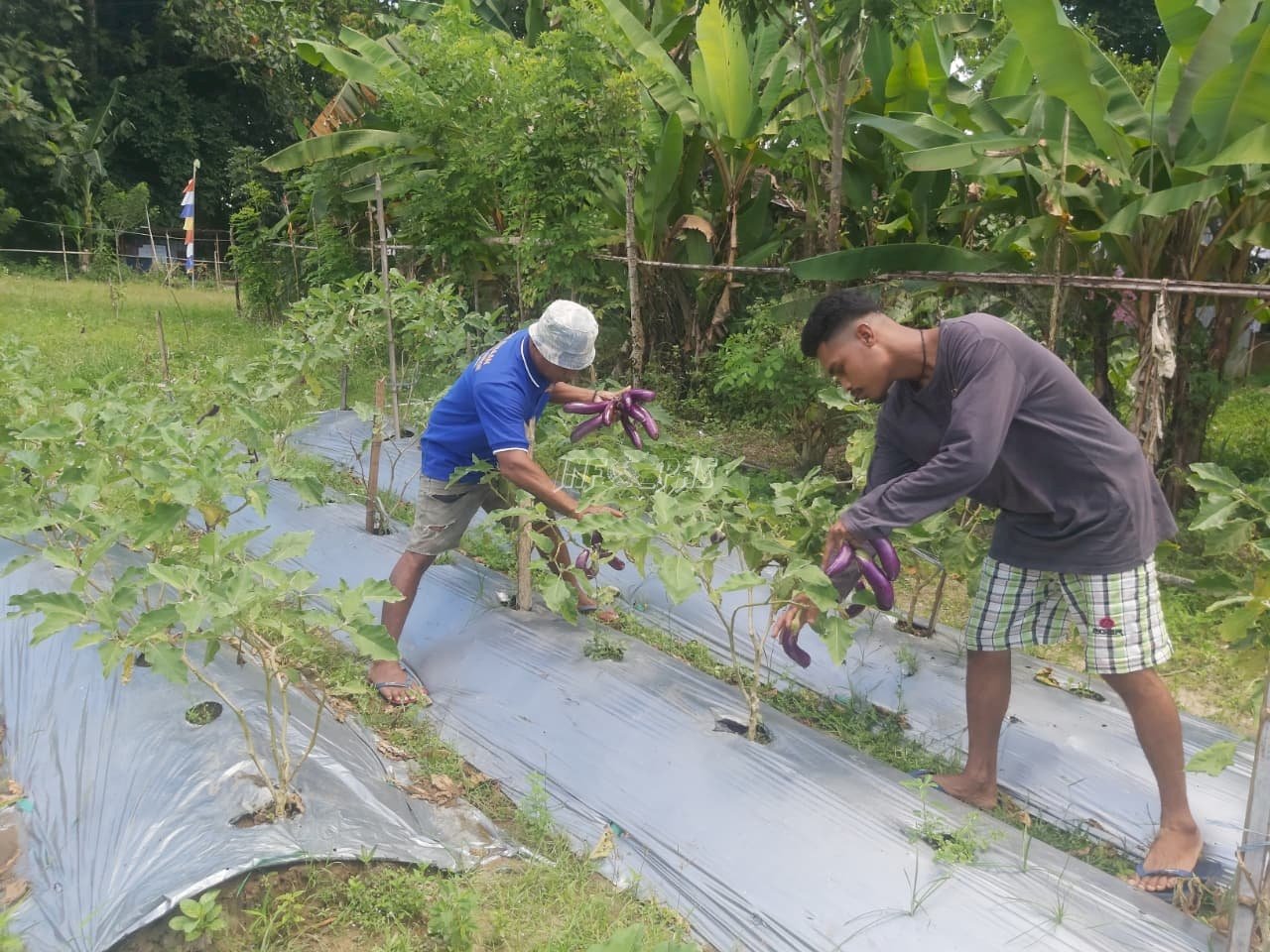 Warga Binaan Lapas Ambon Panen Terong, Bukti Nyata Pembinaan Produktif