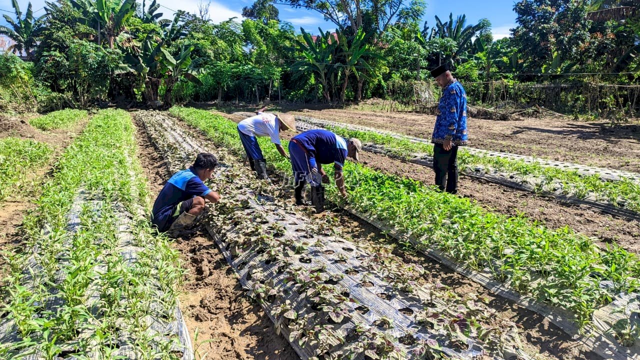 Pascabanjir, Perkebunan Hortikultura Lapas Tolitoli Mulai Pulih