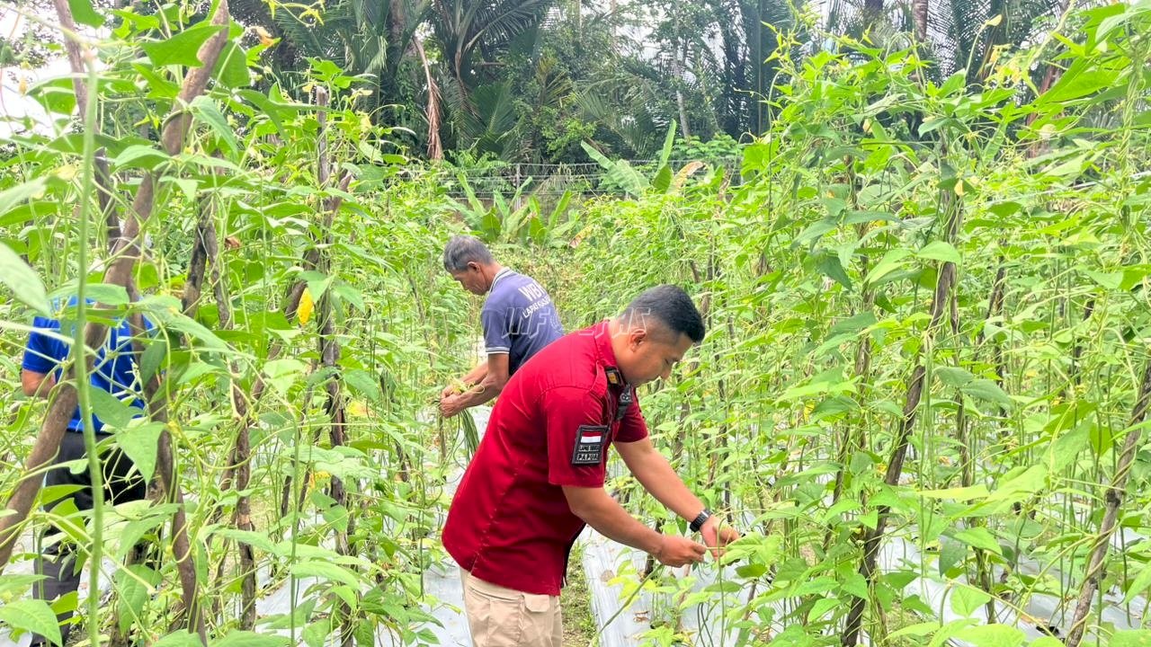 Lapas Piru Panen 67 Ikat Kacang Panjang dari Dua Lahan Baru