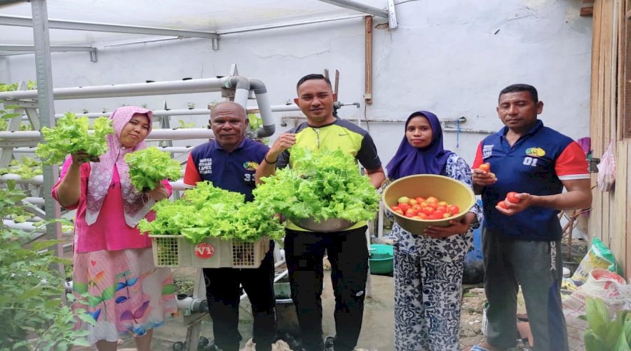 Panen Sayuran, Tomat dan Selada Warga Binaan Lapas Wahai Diborong Masyarakat