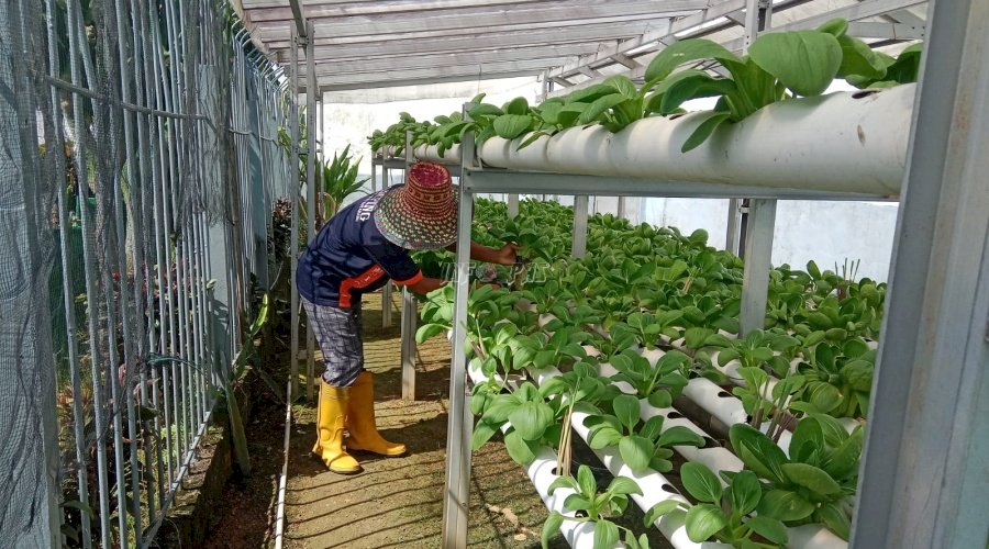 Lapas Kotabaru Optimalkan Lahan Terbatas lewat Penyemaian Pakcoy Hidroponik 