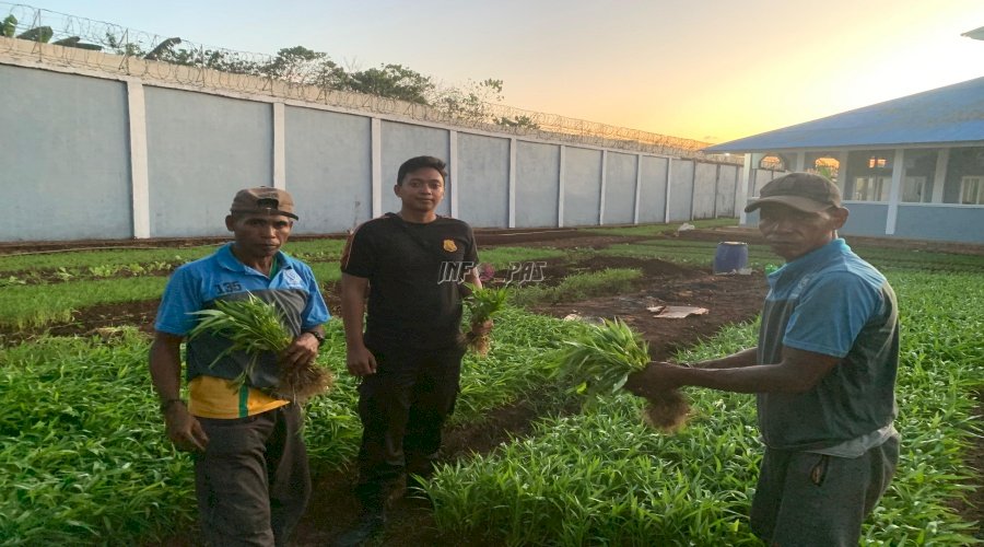 Panen Kangkung di Lapas Saumlaki, Bukti Keberhasilan Program Ketahanan Pangan