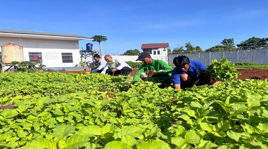 Panen Bayam, Warga Binaan Rutan Pelaihari Nikmati Hasil Pembinaan Kemandirian