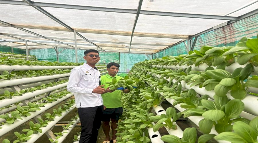 Lapas Kolonodale Wujudkan Produksi Pangan Berkelanjutan lewat Budidaya Hidroponik