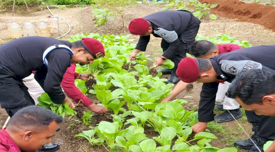 Pertahankan Stabilitas Pangan, Lapas Tual Kembali Panen Sawi